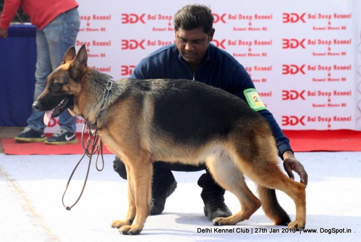 german shepherd,sw-79,, Delhi Dog Show 2013, DogSpot.in