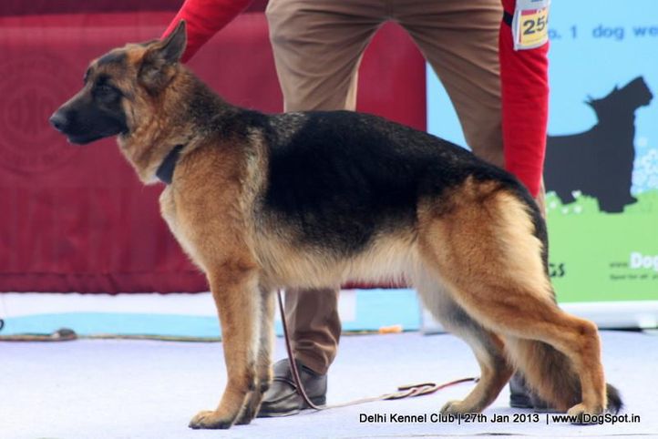 ex-254,german shepherd,sw-79,, VALERIE OF TEAM FIRMERECK, German Shepherd Dog, DogSpot.in