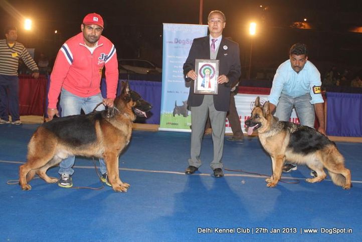 german shepherd,sw-79,, Delhi Dog Show 2013, DogSpot.in