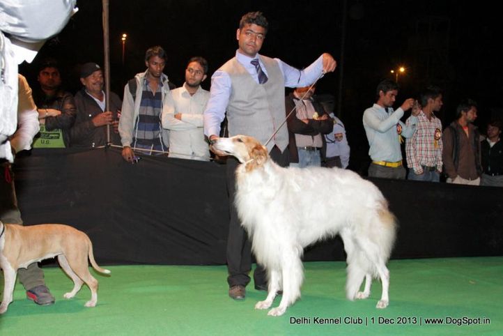 borzoi,sw-98,, Delhi Dog Show 2013, DogSpot.in