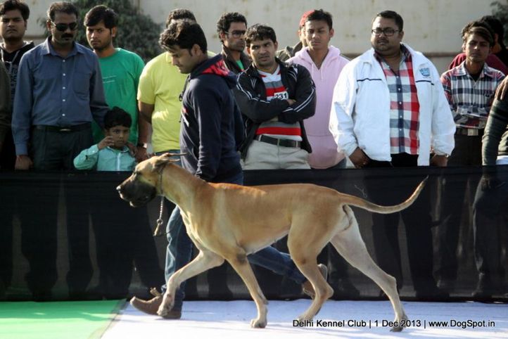 great dane,sw-98,, Delhi Dog Show 2013, DogSpot.in