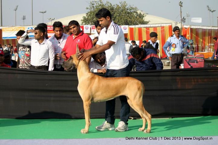 great dane,sw-98,, Delhi Dog Show 2013, DogSpot.in