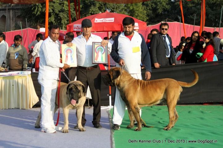 english mastiff,sw-98,, Delhi Dog Show 2013, DogSpot.in