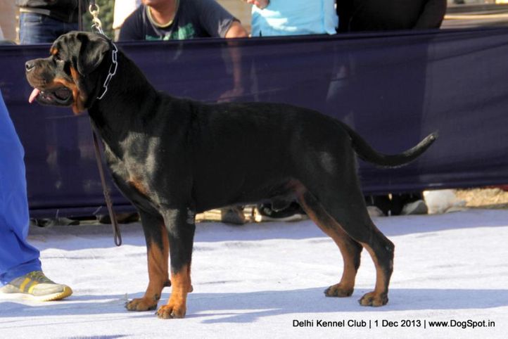 rottweiler,sw-98,, Delhi Dog Show 2013, DogSpot.in