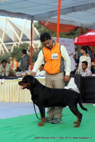 ex-350,rottweiler,sw-98,, Delhi Dog Show 2013, DogSpot.in