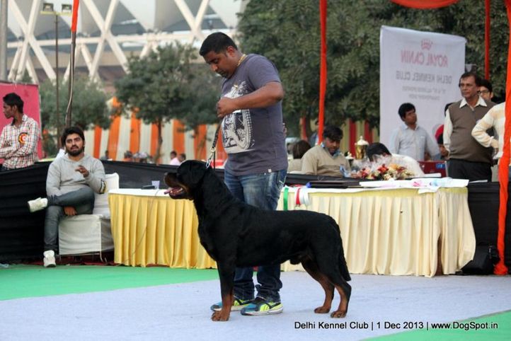 rottweiler,sw-98,, Delhi Dog Show 2013, DogSpot.in