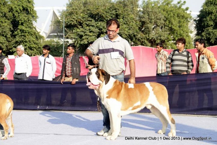 st bernard,sw-98,, Delhi Dog Show 2013, DogSpot.in