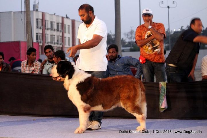 st bernard,sw-98,, Delhi Dog Show 2013, DogSpot.in