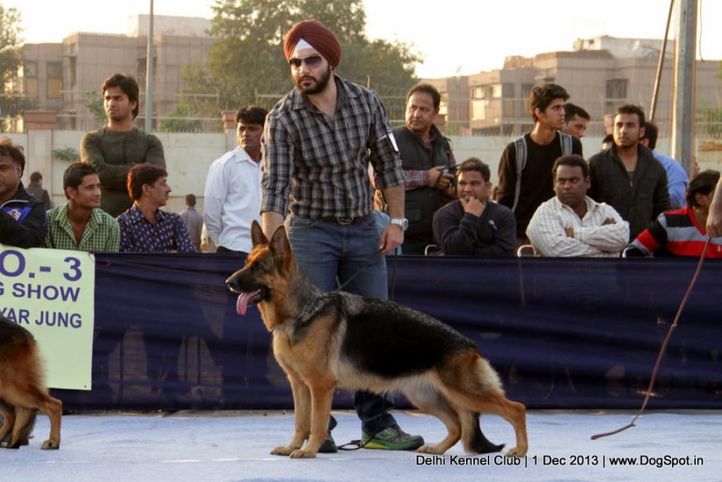 german shephard,gsd,sw-98,, Delhi Dog Show 2013, DogSpot.in