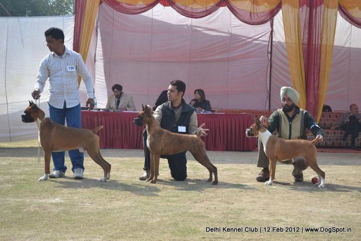 boxer,sw-52,, Delhi Kennel Club 2012, DogSpot.in