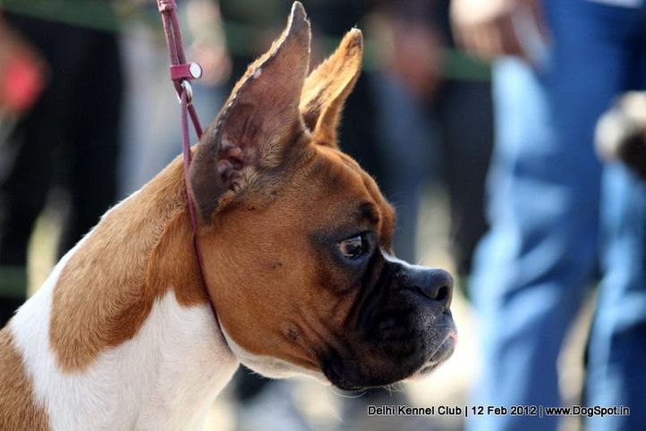 boxer,sw-52,, Delhi Kennel Club 2012, DogSpot.in