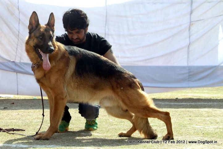 gsd,sw-52,, Delhi Kennel Club 2012, DogSpot.in