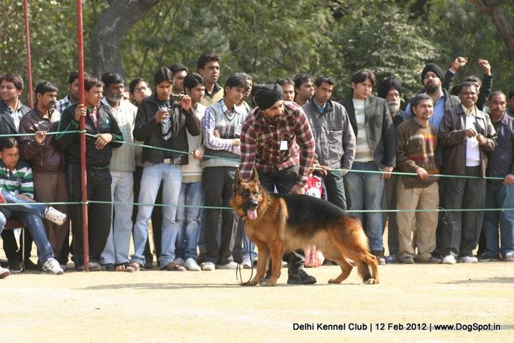 gsd,sw-52,, Delhi Kennel Club 2012, DogSpot.in