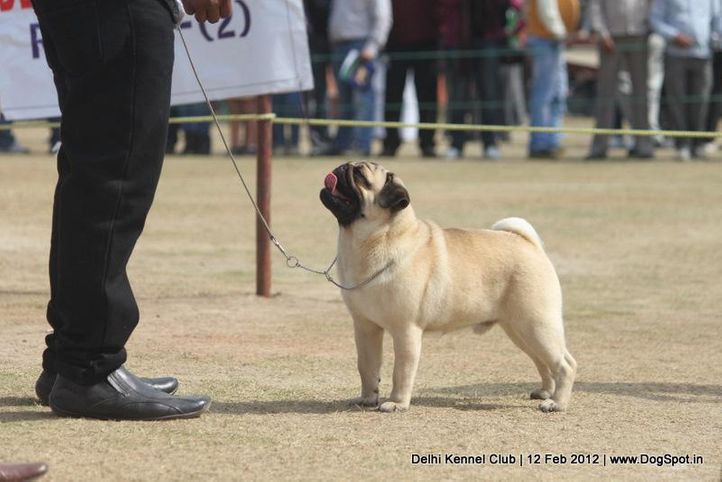 pug,sw-52,, Delhi Kennel Club 2012, DogSpot.in