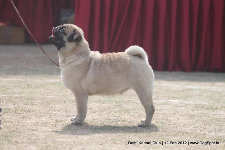pug,sw-52,, Delhi Kennel Club 2012, DogSpot.in
