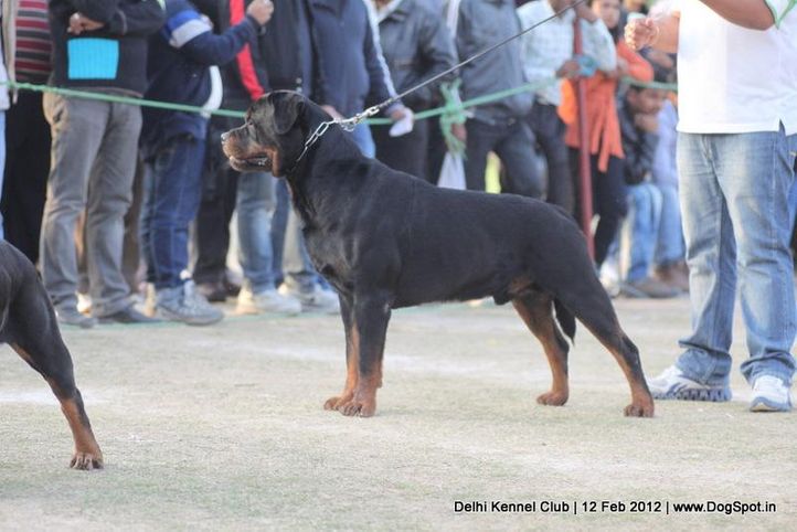 rottweiler,sw-52,, Delhi Kennel Club 2012, DogSpot.in