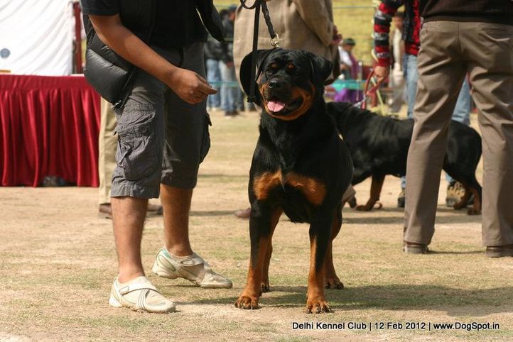 rottweiler,sw-52,, Delhi Kennel Club 2012, DogSpot.in