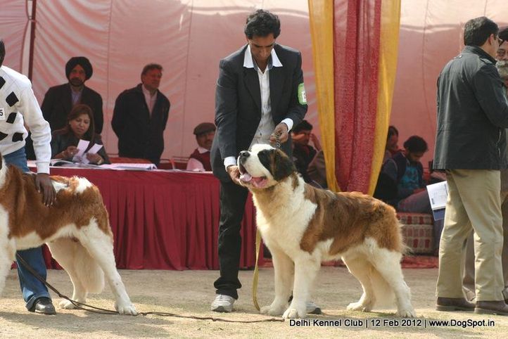 st bernard,sw-52,, Delhi Kennel Club 2012, DogSpot.in