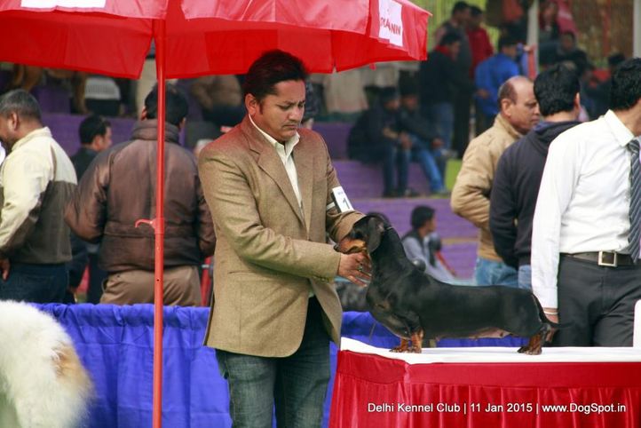 dachshund standard- smooth haired,sw-145,, Delhi Kennel Club , DogSpot.in