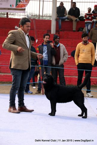 lab,labrador retriever,sw-145,, Delhi Kennel Club , DogSpot.in