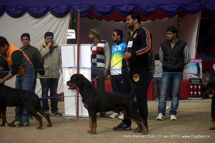 rottweiler,sw-145,, Delhi Kennel Club , DogSpot.in