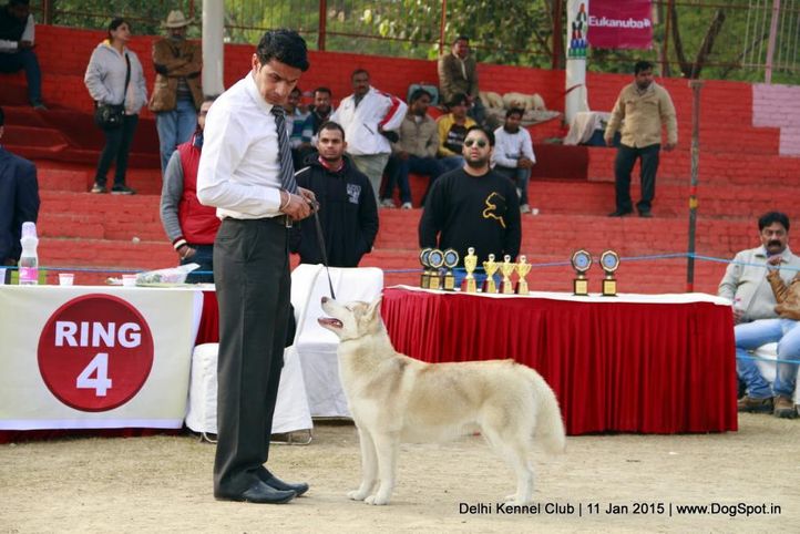 siberian husky,sw-145,, Delhi Kennel Club , DogSpot.in