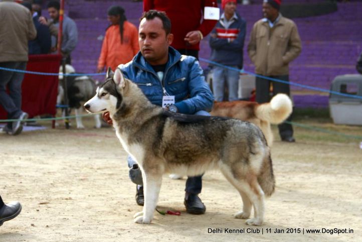 siberian husky,sw-145,, Delhi Kennel Club , DogSpot.in