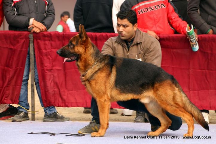 ex-296,german shepherd dog,gsd,sw-145,, ETOO, German Shepherd Dog, DogSpot.in