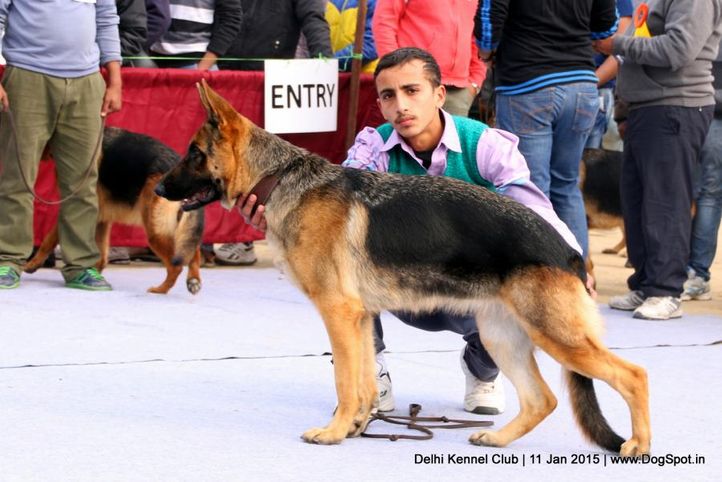 ex-317,german shepherd dog,gsd,sw-145,, MADONNA, German Shepherd Dog, DogSpot.in