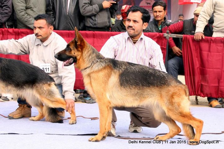 ex-312,german shepherd dog,gsd,sw-145,, DASTO'S HONEY, German Shepherd Dog, DogSpot.in