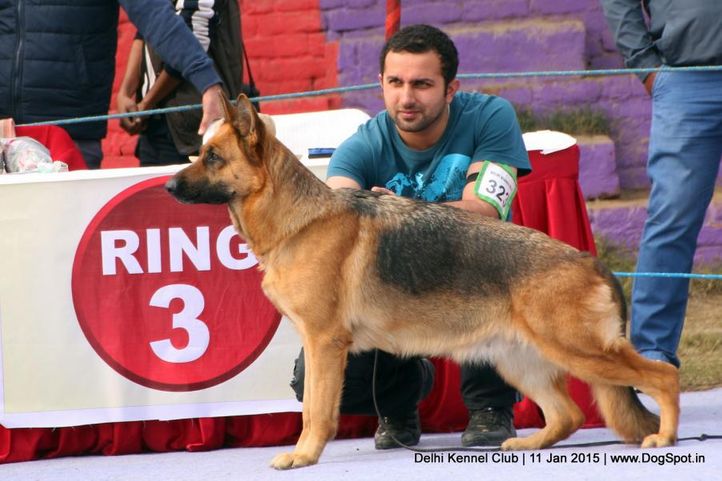 ex-323,german shepherd dog,gsd,sw-145,, HANNIE OF GANGES, German Shepherd Dog, DogSpot.in
