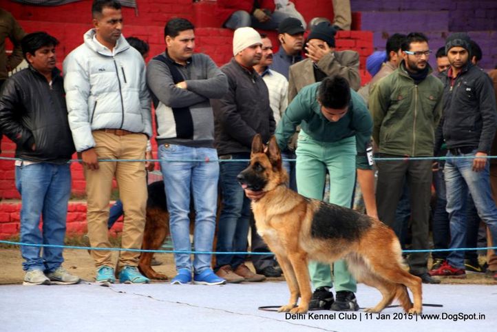 german shepherd dog,gsd,sw-145,, Delhi Kennel Club , DogSpot.in