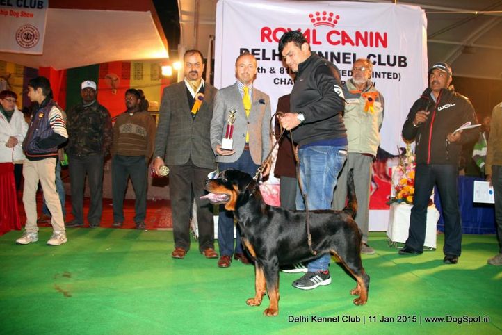 line up,sw-145,, Delhi Kennel Club , DogSpot.in