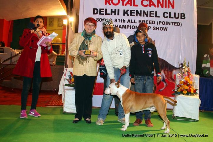 7th best in show,ex-37,line up,sw-145,, SHAKSHI OF KARBALLIDO STAFF'S ROMEO, American Staffordshire Terrier, DogSpot.in