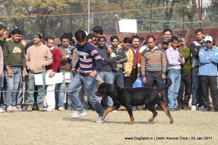 ex-217,rottweiler,sw-25,, SHEAR WOOD'S ITS TIME FOR BIG, Rottweiler, DogSpot.in