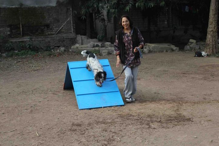 dog agility -pune by its pawssible, Dog Agility -Pune by Its Pawssible, DogSpot.in