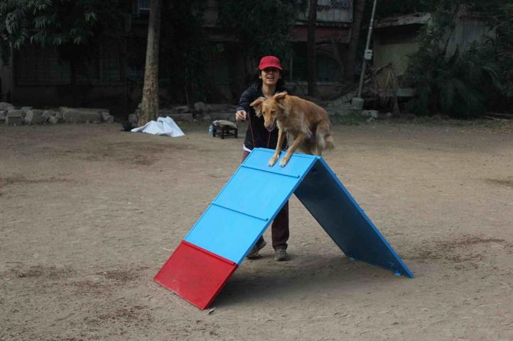 dog agility -pune by its pawssible, Dog Agility -Pune by Its Pawssible, DogSpot.in