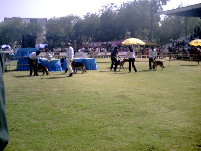 , Dog Show 2009 by Ahmedabad Canine Club @ St Xavier's Loyola Memnager on 8th Nov 09, DogSpot.in