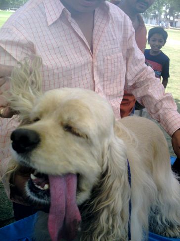 , Dog Show 2009 by Ahmedabad Canine Club @ St Xavier's Loyola Memnager on 8th Nov 09, DogSpot.in