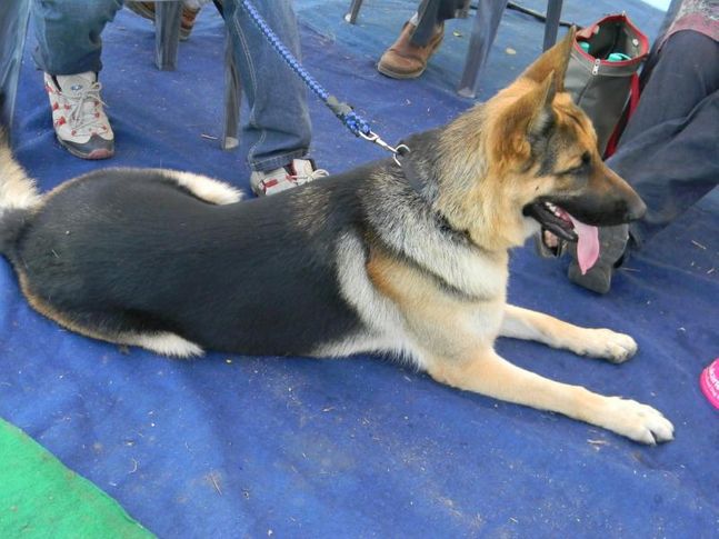 dog show jaipur 2011, Dog Show jaipur .2011, DogSpot.in