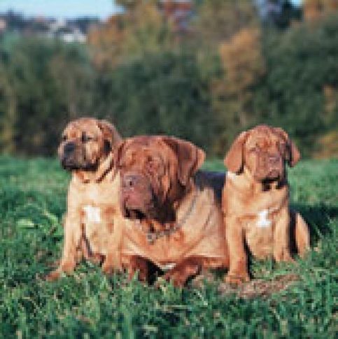 dogue de bordeaux french mastiff, dogue de bordeaux (french mastiff), DogSpot.in