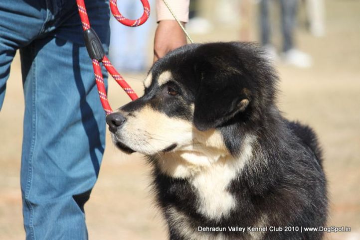 sw-13,tibetan mastiff,, Doon Valley Kennel Club, 5 Dec 2010, DogSpot.in