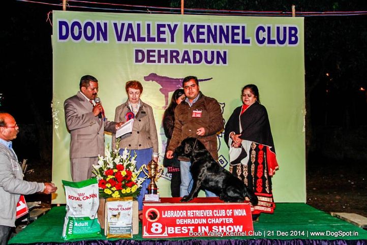 labrador lineup,sw-143,, Doon Valley Kennel Club, DogSpot.in
