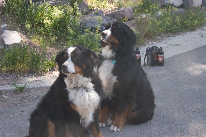 the bernese of telluride and friends alpen schatz,bernese mountain dog,colorado,event,event 2007,places,smokie,telluride,telluride 4th july parade 2007,united states,animal,animals,bernesemountaindog,companion animals,creature,creatures,dog,doggie,doggy,domesticated animals,pet,pets,zoology,, my fav dog breeds, DogSpot.in