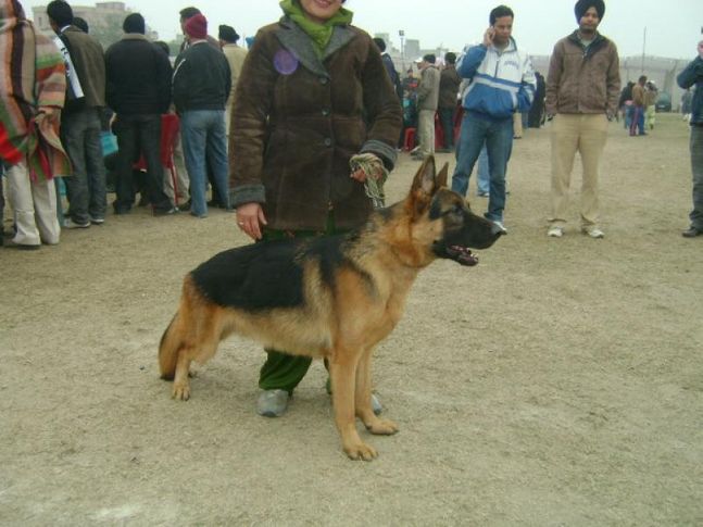 german shepherd dog (9215641038) sony, german shepherd dog (9215641038) sony, DogSpot.in