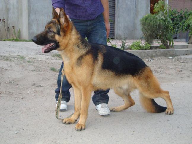 german shepherd dog (9215641038) sony, german shepherd dog (9215641038) sony, DogSpot.in