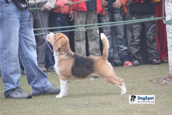 Beagle,, Ghaziabad Dog Show 2010, DogSpot.in