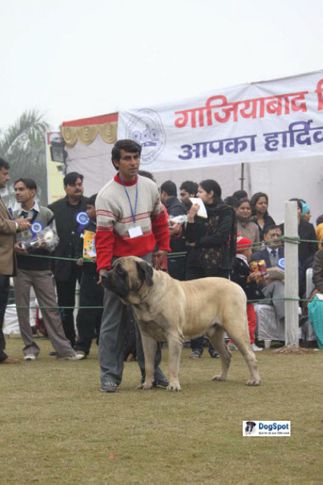Mastiff,, Ghaziabad Dog Show 2010, DogSpot.in