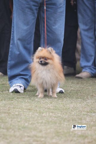 Poms,, Ghaziabad Dog Show 2010, DogSpot.in