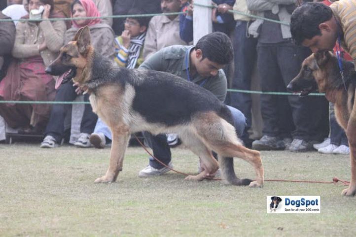 German Shepherd,, Ghaziabad Dog Show 2010, DogSpot.in